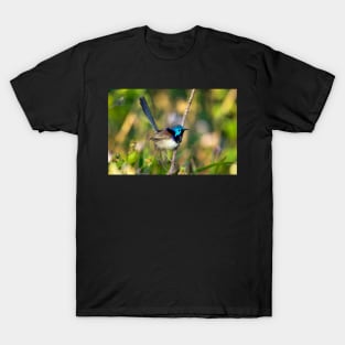 Variegated Fairy Wren, Maleny Queensland T-Shirt